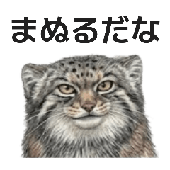 mofu lab_20260502030946