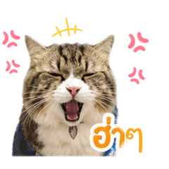 cute_20260502003619