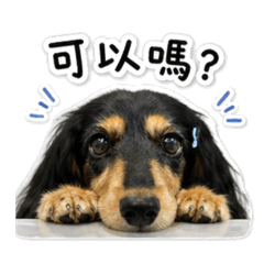 黑四目長毛臘腸～蹦啾