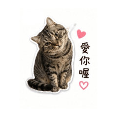 Toto的平行世界