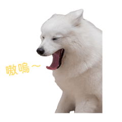 DiDi 嗷嗚～