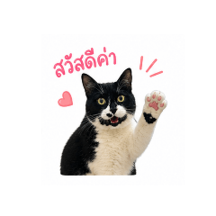 Sippy_20260501183412