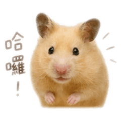麥芽sugar