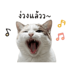 Cappuccino is my cat