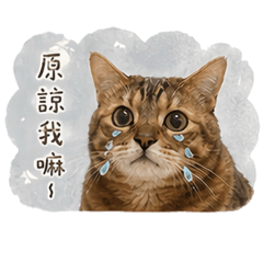 凱弟的日常實用貼圖2