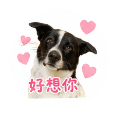 我就是很邱條