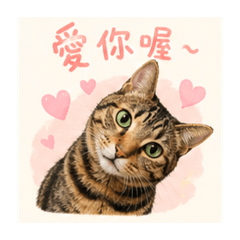 腎臟病貓貓小小Q