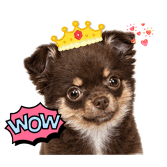 MeiLi - The Chihuahua