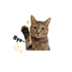 Cat do do
