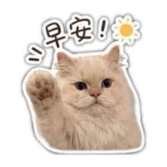 Cooby 小可愛