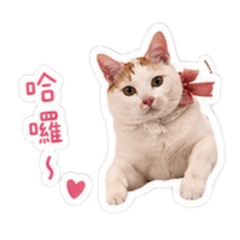 咪咕&茶茶