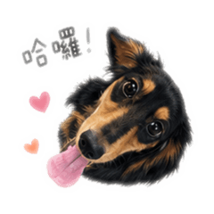 黑豆的日常貼圖