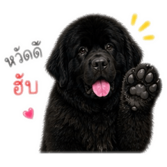 Doggy Newfoundland
