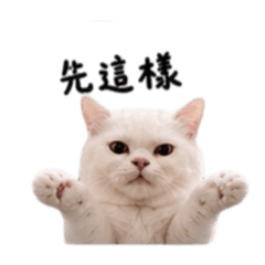 牛牛是一隻貓