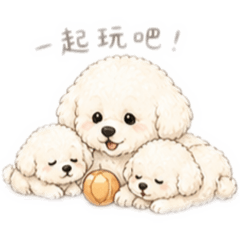 可愛白貴賓
