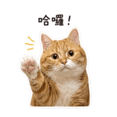 Xuan_20260427171731 – LINE stickers | LINE STORE