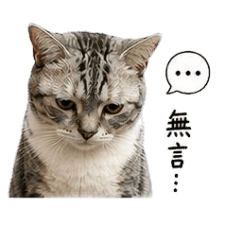 貓派日常生活語