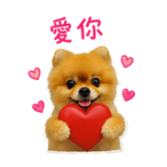 我家博美妹妹