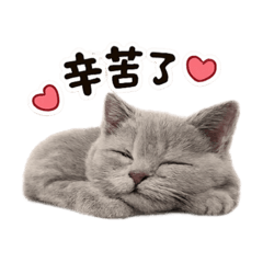 球球的一天～