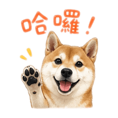 柴犬 滴小茉