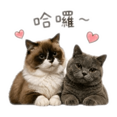 歐Lulu