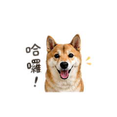 Maru柴犬狗狗