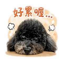 我是花貴賓努比