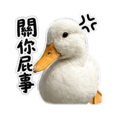 鴨鴨不一樣4♡
