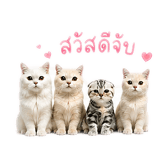 4 Tao_20260428095603