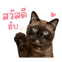 Catchabu_catstory
