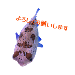 Shibamaru_20260428195655