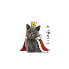 奶球小貓
