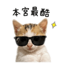 李裴金幸運小貓
