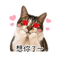 吉寶貝之語