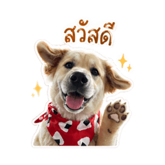 puppy lookchin Kub V.1