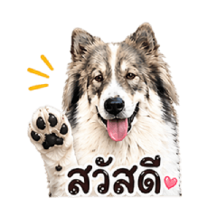 Mootun is the dog