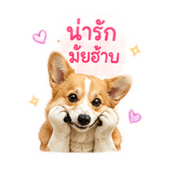 Cute dog. V1