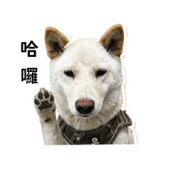 露西dog