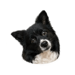 胖呆呆貼圖