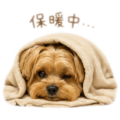 約克夏muru