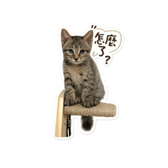 呼嚕嚕迪