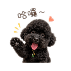 黑貴賓皮皮PiPi