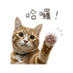 貓貓虎仔日常