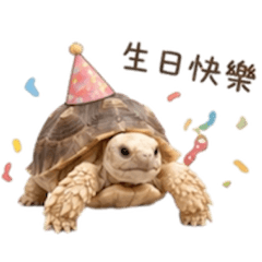 趴趴龜の日常
