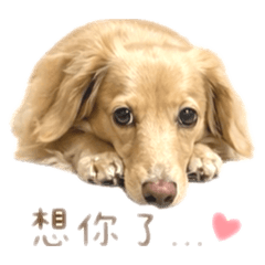曉寶