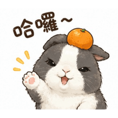 我的咪咪的日常
