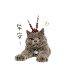 糖喵侯～～