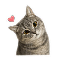 cute cat可愛貓咪1