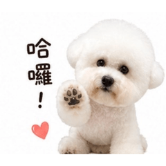 比熊❥