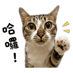 麻吉喵咪